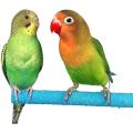 7pcs Grip Bird Cages Perch for Conures Parakeets Lovebirds Cockatiels