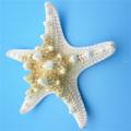 5pcs/lots Crafts White Bread Sea Shell Starfish, Fashion Handicrafts