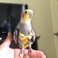 Pet Parrot Flight Suit Pigeon Parrot Diaper Diaper Pocket Diaper