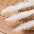 30 Pcs White Pampas Grass,17inch for Home Kitchen Photographing