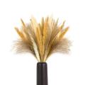 Dried Pampas Grass Plants for Decor, 60 Pcs Dry Small Reeds Bouquet
