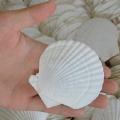 25pcs Natural Scallop Shell, Special for Handmade Diy Coloring Shell
