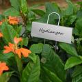 30-pack Plant Labels Garden Markers,for Herb Flower Greenhouse