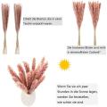 Pampas Grass Dried Reed Dried Flowers Decoration 50 Pieces