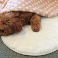 Silky Simple Round Pet Puppy Cat Sleeping Mat Carpet Cream-white