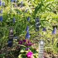 Slate Plant Labels- Natural Slate Garden Markers 20x3cm