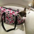 Small Dogs Carrier Bag Dog Backpack for Chihuahua Dog Cat Products