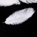20 X Natural Ostrich Feather 25-30cm White Decoration Festivities