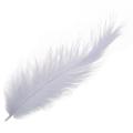 400 X Fire Chicken Feather Pointed Tail Feathers 10-15cm White