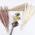 65 Pcs Totally Natural Dried Plants Pampas Grass for Wedding