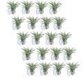 20 Pcs Air Plant Holder, with Suction Cup Hanging Plants Not Included