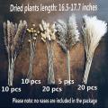 65 Pcs,17.3 Inch Pampas Grass Plants for Yard Home Decor,pampas Grass