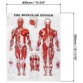 Brain Anatomy Poster, 2 Pack Laminated Human Brain Chart, Muscle