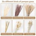 100pcs Dried Pampas Grass Decor,white Pampas Grass - Party Decor