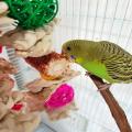 Parrot Toys, Natural Corn Cob Chewing Bird Toys for Macaws Cockatoos