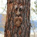 Old Man Tree Face,old Man Tree Hugger,bark Ghost Face Facial Features