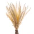 30pcs Pampas Grass Dried Modern Wall Decoration for The Living Room