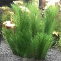 Aquarium Plant Feather Grass, for Fish Tank, 3 Pieces Per Pack