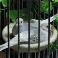 Bird Nest Rope Weave Breeding Nest Bed for Parakeet Canary Lovebird