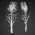 100 Pcs/white Peacock Feathers In The Eye, 10 to 12 Inches Decoration