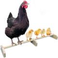 15.7inch Chicken Perch Strong Roosting Solid Wood Stand for Coop