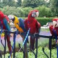 Pet Bird Harness and Leash, Adjustable Parrot Bird Harness Leash(p)