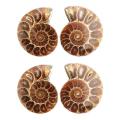 1 Pair Ammonite Shell Jurassic Fossil Specimen Madagascar 3-4cm
