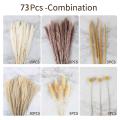 Pampas Grass Pompous Grass Included 73 Pcs Natural Pampas Grass