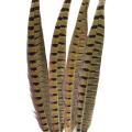 Contact Of Nature Ringneck Pheasant Feathers 4/pcs, Natural