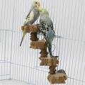 Bird Platform Playground Cage Wood Play Stand for Medium Birds