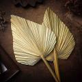 12pcs Dried Palm Leaves Dried Palm Fans Bohemian Tropical Palm Leaves