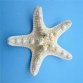 5pcs/lots Crafts White Bread Sea Shell Starfish, Fashion Handicrafts