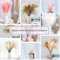 60pcs 17.72 Inch Dried White Pampas Grass&brown Dried Flower