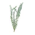 20pcs Natural Eucalyptus for Leaves Dried Flower Decorations Diy