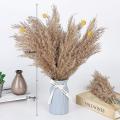 Dried Pampas Grass Decor Dried Plants for Valentines Day Gift Home