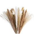 72 Pcs Pampas Grass - Fluffy White/brown Pampas, Reed Grass