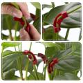 30pcs Plant Branches Bender for Plant Low Stress Control Fixing Clip