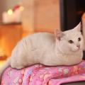 4 Pieces Puppy Blanket for Pet Cushion Dog Cat Bed Warm Soft Mat