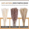 60pc Natural Dried Pampas Grass for Home Decor Flower Arrangement