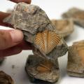 3 Pc Natural Trilobite Tail Fossil Ancient Fossils Teaching Specimens