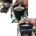 2 Pcs Plant Grow Bags 7 Gallon Nonwoven Fabric Growing Bags(black)