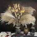 65 Pcs,17.3 Inch Pampas Grass Plants for Yard Home Decor,pampas Grass