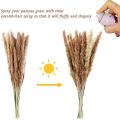 80pcs Natural Dried Pampas Grass, Bouquet for Home Decor Weedding