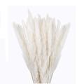 30 Pcs White Pampas Grass,17inch for Home Kitchen Photographing