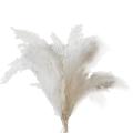 10 Pampas Stems Of Fluffy Pampas Grass for Wedding, Home, Event Decor