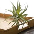 4 Pack Artificial Pineapple Grass Air Plants Fake Flocking Home Decor