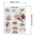 Brain Anatomy Poster, 2 Pack Laminated Human Brain Chart, Brain