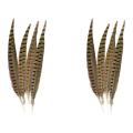 Touch Of Nature Ringneck Pheasant Feathers 4/pcs, Natural
