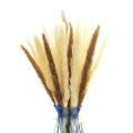 60pc Dried Pampas Grass Set Of Beige, Brown, and White Pampas