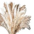 100pcs Natural Dried Pampas Grass Bouquet Dried Flower for Wedding